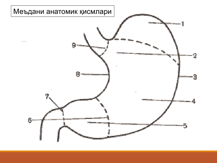 Меъдани анатомик қисмлари
