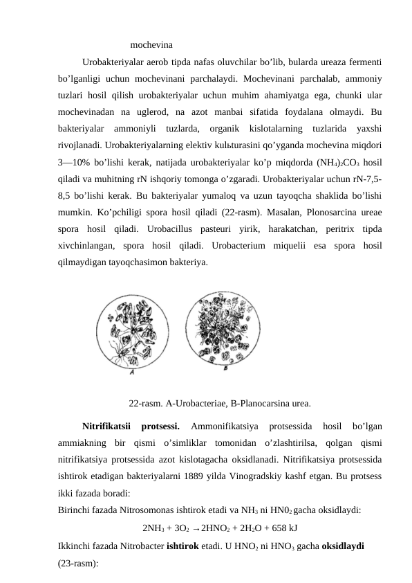  mochevina
Urobakteriyalar aerob tipda nafas oluvchilar bo’lib, bularda ureaza fermenti
bo’lganligi  uchun  mochevinani  parchalaydi.  Mochevinani  parchalab,  ammoniy
tuzlari  hosil  qilish urobakteriyalar  uchun muhim  ahamiyatga ega, chunki ular
mochevinadan  na  uglerod,  na  azot  manbai  sifatida  foydalana  olmaydi.  Bu
bakteriyalar  ammoniyli  tuzlarda,  organik  kislotalarning  tuzlarida  yaxshi
rivojlanadi. Urobakteriyalarning elektiv kulьturasini qo’yganda mochevina miqdori
3—10% bo’lishi kerak, natijada urobakteriyalar ko’p miqdorda (NH4)2CO3 hosil
qiladi va muhitning rN ishqoriy tomonga o’zgaradi. Urobakteriyalar uchun rN-7,5-
8,5 bo’lishi kerak. Bu bakteriyalar yumaloq va uzun tayoqcha shaklida bo’lishi
mumkin.  Ko’pchiligi spora  hosil  qiladi (22-rasm). Masalan, Plonosarcina ureae
spora  hosil  qiladi.  Urobacillus  pasteuri  yirik, harakatchan,  peritrix  tipda
xivchinlangan,  spora  hosil  qiladi.  Urobacterium  miquelii  esa  spora  hosil
qilmaydigan tayoqchasimon bakteriya.
                
22-rasm. A-Urobacteriae, B-Planocarsina urea.
Nitrifikatsii  protsessi. 
Ammonifikatsiya  protsessida
 hosil  bo’lgan
ammiakning  bir  qismi  o’simliklar  tomonidan  o’zlashtirilsa,  qolgan  qismi
nitrifikatsiya protsessida azot kislotagacha oksidlanadi. Nitrifikatsiya protsessida
ishtirok etadigan bakteriyalarni 1889 yilda Vinogradskiy kashf etgan. Bu protsess
ikki fazada boradi:
Birinchi fazada Nitrosomonas ishtirok etadi va NH3 ni HN02 gacha oksidlaydi:
2NH3 + 3O2 →2HNO2 + 2H2O + 658 kJ
Ikkinchi fazada Nitrobacter ishtirok etadi. U HNO2 ni HNO3 gacha oksidlaydi 
(23-rasm):
