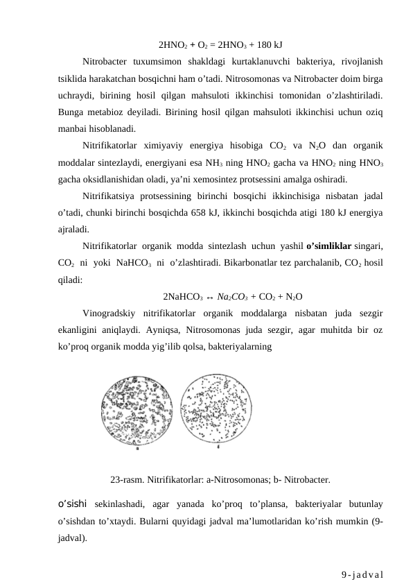 2HNO2 + O2 = 2HNO3 + 180 kJ
Nitrobacter  tuxumsimon  shakldagi  kurtaklanuvchi  bakteriya,  rivojlanish
tsiklida harakatchan bosqichni ham o’tadi. Nitrosomonas va Nitrobacter doim birga
uchraydi,  birining  hosil  qilgan  mahsuloti  ikkinchisi  tomonidan  o’zlashtiriladi.
Bunga metabioz deyiladi. Birining hosil qilgan mahsuloti ikkinchisi uchun oziq
manbai hisoblanadi.
Nitrifikatorlar  ximiyaviy  energiya  hisobiga  CO2 va  N2O  dan  organik
moddalar sintezlaydi, energiyani esa NH3 ning HNO2 gacha va HNO2 ning HNO3
gacha oksidlanishidan oladi, ya’ni xemosintez protsessini amalga oshiradi.
Nitrifikatsiya  protsessining  birinchi  bosqichi  ikkinchisiga  nisbatan  jadal
o’tadi, chunki birinchi bosqichda 658 kJ, ikkinchi bosqichda atigi 180 kJ energiya
ajraladi.
Nitrifikatorlar  organik  modda  sintezlash  uchun  yashil o’simliklar singari,
CO2  ni  yoki  NaHCO3  ni  o’zlashtiradi. Bikarbonatlar tez parchalanib, CO2 hosil
qiladi: 
2NaHCO3 ↔ Na2CO3 + CO2 + N2O
Vinogradskiy  nitrifikatorlar  organik  moddalarga  nisbatan  juda  sezgir
ekanligini aniqlaydi. Ayniqsa, Nitrosomonas juda sezgir, agar  muhitda bir oz
ko’proq organik modda yig’ilib qolsa, bakteriyalarning
                  
23-rasm. Nitrifikatorlar: a-Nitrosomonas; b- Nitrobacter.
o’sishi  sekinlashadi,  agar  yanada  ko’proq to’plansa,  bakteriyalar  butunlay
o’sishdan to’xtaydi. Bularni quyidagi jadval ma’lumotlaridan ko’rish mumkin (9-
jadval).
9-jadval
