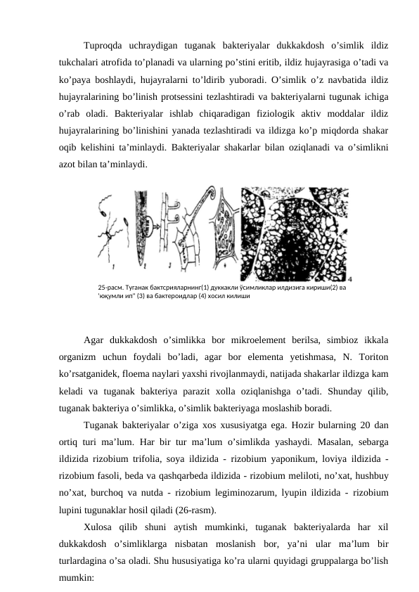 Tuproqda  uchraydigan  tuganak  bakteriyalar  dukkakdosh  o’simlik  ildiz
tukchalari atrofida to’planadi va ularning po’stini eritib, ildiz hujayrasiga o’tadi va
ko’paya boshlaydi, hujayralarni to’ldirib yuboradi. O’simlik o’z navbatida ildiz
hujayralarining bo’linish protsessini tezlashtiradi va bakteriyalarni tugunak ichiga
o’rab  oladi.  Bakteriyalar  ishlab  chiqaradigan  fiziologik  aktiv  moddalar  ildiz
hujayralarining bo’linishini yanada tezlashtiradi va ildizga ko’p miqdorda shakar
oqib kelishini ta’minlaydi. Bakteriyalar shakarlar bilan oziqlanadi va o’simlikni
azot bilan ta’minlaydi.
Agar  dukkakdosh  o’simlikka  bor  mikroelement  berilsa,  simbioz  ikkala
organizm  uchun  foydali  bo’ladi,  agar  bor  elementa  yetishmasa,  N.  Toriton
ko’rsatganidek, floema naylari yaxshi rivojlanmaydi, natijada shakarlar ildizga kam
keladi  va  tuganak  bakteriya  parazit  xolla  oziqlanishga  o’tadi.  Shunday  qilib,
tuganak bakteriya o’simlikka, o’simlik bakteriyaga moslashib boradi.
Tuganak bakteriyalar o’ziga xos xususiyatga ega. Hozir bularning 20 dan
ortiq turi ma’lum.  Har bir tur ma’lum  o’simlikda yashaydi. Masalan, sebarga
ildizida rizobium trifolia, soya ildizida - rizobium yaponikum, loviya ildizida -
rizobium fasoli, beda va qashqarbeda ildizida - rizobium meliloti, no’xat, hushbuy
no’xat, burchoq va nutda - rizobium legiminozarum, lyupin ildizida - rizobium
lupini tugunaklar hosil qiladi (26-rasm).
Xulosa  qilib  shuni  aytish  mumkinki,  tuganak  bakteriyalarda  har  xil
dukkakdosh  o’simliklarga  nisbatan  moslanish  bor,  ya’ni  ular  ma’lum  bir
turlardagina o’sa oladi. Shu hususiyatiga ko’ra ularni quyidagi gruppalarga bo’lish
mumkin:
25-расм. Туганак бактсрияларнинг(1) дуккакли ўсимликлар илдизига кириши(2) ва 
'юқумли ип" (3) ва бактероидлар (4) хосил килиши
