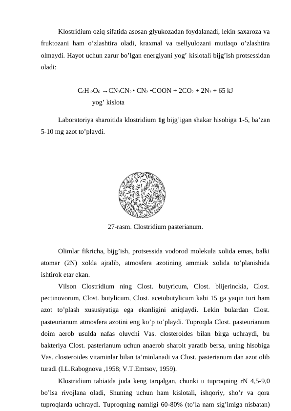 Klostridium oziq sifatida asosan glyukozadan foydalanadi, lekin saxaroza va
fruktozani  ham o’zlashtira oladi, kraxmal va tsellyulozani  mutlaqo o’zlashtira
olmaydi. Hayot uchun zarur bo’lgan energiyani yog’ kislotali bijg’ish protsessidan
oladi:
C6H12O6 →CN3CN2 • CN2 •COON + 2CO2 + 2N2 + 65 kJ
                              yog’ kislota
Laboratoriya sharoitida klostridium 1g bijg’igan shakar hisobiga 1-5, ba’zan
5-10 mg azot to’playdi.
                 
27-rasm. Clostridium pasterianum.
Olimlar fikricha, bijg’ish, protsessida vodorod molekula xolida emas, balki
atomar  (2N)  xolda  ajralib,  atmosfera  azotining  ammiak  xolida  to’planishida
ishtirok etar ekan.
Vilson  Clostridium  ning  Clost.  butyricum,  Clost.  blijerinckia,  Clost.
pectinovorum, Clost. butylicum, Clost. acetobutylicum kabi 15 ga yaqin turi ham
azot  to’plash  xususiyatiga  ega  ekanligini  aniqlaydi.  Lekin  bulardan  Clost.
pasteurianum atmosfera azotini eng ko’p to’playdi. Tuproqda Clost. pasteurianum
doim  aerob  usulda  nafas  oluvchi  Vas.  closteroides  bilan  birga  uchraydi,  bu
bakteriya Clost. pasterianum uchun anaerob sharoit yaratib bersa, uning hisobiga
Vas. closteroides vitaminlar bilan ta’minlanadi va Clost. pasterianum dan azot olib
turadi (I.L.Rabognova ,1958; V.T.Emtsov, 1959).
Klostridium tabiatda juda keng tarqalgan, chunki u tuproqning rN 4,5-9,0
bo’lsa  rivojlana  oladi,  Shuning  uchun  ham  kislotali,  ishqoriy,  sho’r  va  qora
tuproqlarda uchraydi. Tuproqning namligi 60-80% (to’la nam sig’imiga nisbatan)
