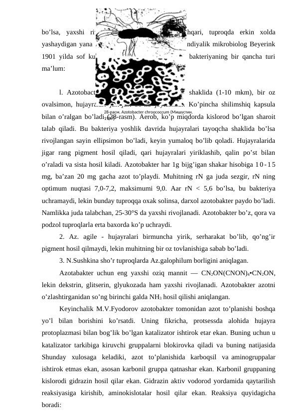 bo’lsa,  yaxshi  rivojlanadi.  Klostiridiumdan  tashqari,  tuproqda  erkin  xolda
yashaydigan yana bir bakteriya azotobakterii gollandiyalik mikrobiolog Beyerink
1901 yilda sof kulьtura xolida ajratib olgan. Bu bakteriyaning bir qancha turi
ma’lum:
l. Azotobacter chroococcum  — yirik shar  shaklida (1-10 mkm), bir  oz
ovalsimon, hujayralari juft-juft bo’lib joylashadi. Ko’pincha shilimshiq kapsula
bilan o’ralgan bo’ladi (28-rasm). Aerob, ko’p miqdorda kislorod bo’lgan sharoit
talab qiladi. Bu bakteriya yoshlik davrida hujayralari tayoqcha shaklida bo’lsa
rivojlangan sayin ellipsimon bo’ladi, keyin yumaloq bo’lib qoladi. Hujayralarida
jigar  rang  pigment  hosil  qiladi,  qari  hujayralari  yiriklashib,  qalin  po’st  bilan
o’raladi va sista hosil kiladi. Azotobakter har 1g bijg’igan shakar hisobiga 10-15
mg, ba’zan 20 mg gacha azot to’playdi. Muhitning rN ga juda sezgir, rN ning
optimum nuqtasi 7,0-7,2, maksimumi 9,0. Aar rN < 5,6 bo’lsa, bu bakteriya
uchramaydi, lekin bunday tuproqqa oxak solinsa, darxol azotobakter paydo bo’ladi.
Namlikka juda talabchan, 25-30°S da yaxshi rivojlanadi. Azotobakter bo’z, qora va
podzol tuproqlarla erta baxorda ko’p uchraydi.
2.  Az.  agile  -  hujayralari  birmuncha  yirik,  serharakat  bo’lib,  qo’ng’ir
pigment hosil qilmaydi, lekin muhitning bir oz tovlanishiga sabab bo’ladi.
3. N.Sushkina sho’r tuproqlarda Az.galophilum borligini aniqlagan.
Azotabakter uchun eng yaxshi oziq mannit —  CN2ON(CNON)4•CN2ON,
lekin dekstrin, glitserin, glyukozada ham yaxshi rivojlanadi. Azotobakter azotni
o’zlashtirganidan so’ng birinchi galda NH3 hosil qilishi aniqlangan.
Keyinchalik M.V.Fyodorov azotobakter tomonidan azot to’planishi boshqa
yo’l  bilan  borishini  ko’rsatdi.  Uning  fikricha,  protsessda  alohida  hujayra
protoplazmasi bilan bog’lik bo’lgan katalizator ishtirok etar ekan. Buning uchun u
katalizator tarkibiga kiruvchi gruppalarni blokirovka  qiladi va buning natijasida
Shunday  xulosaga  keladiki,  azot  to’planishida  karboqsil  va aminogruppalar
ishtirok etmas ekan, asosan karbonil gruppa qatnashar ekan. Karbonil gruppaning
kislorodi gidrazin hosil qilar ekan. Gidrazin aktiv vodorod yordamida qaytarilish
reaksiyasiga  kirishib,  aminokislotalar  hosil  qilar  ekan.  Reaksiya  quyidagicha
boradi:
28-расм. Azotobacter chroococcum (Мишустин. 
1987)

