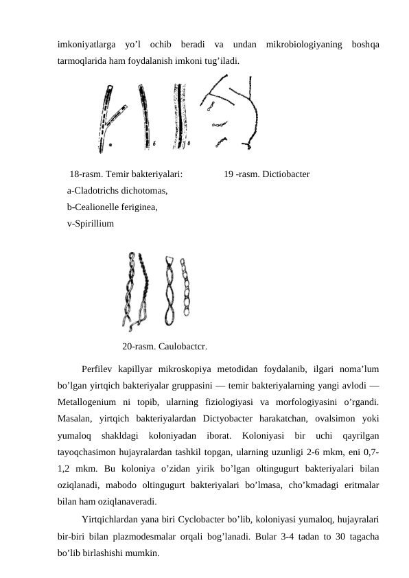 imkoniyatlarga  yo’l  ochib  beradi  va  undan  mikrobiologiyaning  boshqa
tarmoqlarida ham foydalanish imkoni tug’iladi.
                 
     18-rasm. Temir bakteriyalari:                 19 -rasm. Dictiobacter
    a-Cladotrichs dichotomas,
    b-Cealionelle feriginea, 
    v-Spirillium
                           
                           20-rasm. Caulobactcr.
Perfilev  kapillyar  mikroskopiya  metodidan  foydalanib,  ilgari  noma’lum
bo’lgan yirtqich bakteriyalar gruppasini — temir bakteriyalarning yangi avlodi —
Metallogenium  ni  topib,  ularning  fiziologiyasi  va  morfologiyasini  o’rgandi.
Masalan,  yirtqich  bakteriyalardan  Dictyobacter  harakatchan,  ovalsimon  yoki
yumaloq  shakldagi  koloniyadan  iborat.  Koloniyasi  bir  uchi  qayrilgan
tayoqchasimon hujayralardan tashkil topgan, ularning uzunligi 2-6 mkm, eni 0,7-
1,2  mkm.  Bu  koloniya  o’zidan  yirik  bo’lgan  oltingugurt  bakteriyalari  bilan
oziqlanadi,  mabodo  oltingugurt  bakteriyalari  bo’lmasa,  cho’kmadagi  eritmalar
bilan ham oziqlanaveradi.
Yirtqichlardan yana biri Cyclobacter bo’lib, koloniyasi yumaloq, hujayralari
bir-biri bilan plazmodesmalar orqali bog’lanadi. Bular 3-4 tadan to 30 tagacha
bo’lib birlashishi mumkin.
