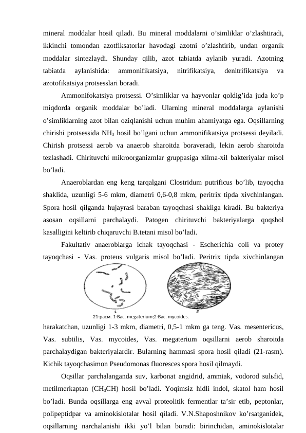 mineral moddalar hosil qiladi. Bu mineral moddalarni o’simliklar o’zlashtiradi,
ikkinchi  tomondan  azotfiksatorlar  havodagi  azotni  o’zlashtirib,  undan  organik
moddalar  sintezlaydi.  Shunday  qilib,  azot  tabiatda  aylanib  yuradi.  Azotning
tabiatda  aylanishida:  ammonifikatsiya,  nitrifikatsiya,  denitrifikatsiya  va
azotofikatsiya protsesslari boradi.
Ammonifokatsiya protsessi. O’simliklar va hayvonlar qoldig’ida juda ko’p
miqdorda  organik  moddalar  bo’ladi.  Ularning  mineral  moddalarga  aylanishi
o’simliklarning azot bilan oziqlanishi uchun muhim ahamiyatga ega. Oqsillarning
chirishi protsessida NH3 hosil bo’lgani uchun ammonifikatsiya protsessi deyiladi.
Chirish protsessi aerob va anaerob sharoitda boraveradi, lekin aerob sharoitda
tezlashadi. Chirituvchi mikroorganizmlar gruppasiga xilma-xil bakteriyalar misol
bo’ladi.
Anaeroblardan eng keng tarqalgani Clostridum putrificus bo’lib, tayoqcha
shaklida, uzunligi 5-6 mkm, diametri 0,6-0,8 mkm, peritrix tipda xivchinlangan.
Spora hosil qilganda hujayrasi baraban tayoqchasi shakliga kiradi. Bu bakteriya
asosan  oqsillarni  parchalaydi.  Patogen  chirituvchi  bakteriyalarga  qoqshol
kasalligini keltirib chiqaruvchi B.tetani misol bo’ladi.
Fakultativ  anaeroblarga  ichak  tayoqchasi  -  Escherichia  coli  va  protey
tayoqchasi  - Vas.  proteus  vulgaris misol  bo’ladi. Peritrix tipda xivchinlangan
harakatchan, uzunligi 1-3 mkm, diametri, 0,5-1 mkm ga teng. Vas. mesentericus,
Vas.  subtilis,  Vas.  mycoides,  Vas.  megaterium  oqsillarni  aerob  sharoitda
parchalaydigan bakteriyalardir. Bularning hammasi spora hosil qiladi (21-rasm).
Kichik tayoqchasimon Pseudomonas fluoresces spora hosil qilmaydi.
Oqsillar parchalanganda suv, karbonat angidrid, ammiak, vodorod sulьfid,
metilmerkaptan (CH3CH) hosil bo’ladi. Yoqimsiz hidli indol, skatol ham hosil
bo’ladi. Bunda oqsillarga eng avval proteolitik fermentlar ta’sir etib, peptonlar,
polipeptidpar va aminokislotalar hosil qiladi. V.N.Shaposhnikov ko’rsatganidek,
oqsillarning  narchalanishi  ikki  yo’l  bilan  boradi:  birinchidan,  aminokislotalar
21-расм. 1-Bac. megaterium;2-Вас. mycoides.

