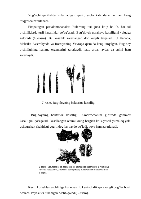 Yog’ochi qurilishda ishlatiladigan qayin, archa kabi daraxtlar ham keng
miqyosda zararlanadi.
Fitopatogen  psevdomonadalar.  Bularning  turi  juda  ko’p bo’lib,  har  xil
o’simliklarda turli kasalliklar qo’zg’atadi. Bug’doyda qorakuya kasalligini vujudga
keltiradi  (10-rasm).  Bu  kasallik  zararlangan  don  orqali  tarqaladi.  U  Kanada,
Meksika Avstraliyada va Rossiyaning Yevropa qismida keng tarqalgan. Bug’doy
o’simligining  hamma  organlarini  zararlaydi,  hatto  arpa,  javdar  va  sulini  ham
zararlaydi.
                     
7-rasm. Bug’doyning bakterioz kasalligi
 Bug’doyning  bakterioz  kasalligi  Ps.malvacearum  g’o’zada  gommoz
kasalligini qo’zgatadi, kasallangan o’simlikning bargida ko’k-yashil yumaloq yoki
uchburchak shakldagi yog’li dog’lar paydo bo’ladi, poya ham zararlanadi. 
Keyin ko’saklarda oldiniga ko’k-yashil, keyinchalik qora rangli dog’lar hosil
bo’ladi. Poyasi tez sinadigan bo’lib qoladi(8- rasm).
8-расм. Ғўза, тамаки ва лавлагининг бактериоз касаллиги: 1-ғўза ниш 
гоммоз касаллиги, 2-тамаки бактериози; 3-лавлагининг касалланган  
б барги.
