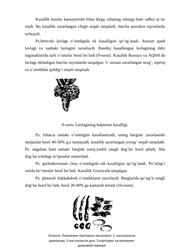 Kasallik hosilni kamaytirishi bilan birga. tolaning sifatiga ham salbiy ta’sir
etadi. Bu kasallik zararlangan chigit orqali tarqaladi, barcha paxtakor rayonlarda
uchraydi.
Ps.beticola  lavlagi  o’simligida  sil  kasalligini  qo’zg’atadi.  Asosan  qand
lavlagi  va  xashaki  lavlagini  zararlaydi.  Bunday  kasallangan  lavlagining  ildiz
tugunaklarida turli o’smalar hosil bo’ladi (9-rasm). Kasallik Rossiya va AQSH da
lavlagi ekiladigan barcha rayonlarda tarqalgan. U asosan zararlangan urug’, tuproq
va o’simliklar qoldig’i orqali tarqaladi.
                            
9-rasm. Lavlagining bakterioz kasalligi.
Ps.  fobacia  tamaki  o’simligini  kasallantiradi,  uning  barglari  zararlanishi
natijasida hosil 40-50% ga kamayadi, kasallik zararlangan yorug’ orqali tarqaladi.
Ps.  angulata  ham  tamaki  bargida  sariq-yashil  rangli  dog’lar  hosil  qiladi, Shu
dog’lar ichidagi to’qimalar yemiriladi.
Ps. gorlenkovinum choy o’simligida rak kasalligini qo’zg’atadi.  Po’stlog’i
ostida bo’rtmalar hosil bo’ladi. Kasallik Gruziyada tarqalgan.
Ps. phaseoli dukkakdosh o’simliklarni zararlaydi. Barglarida qo’ng’ir rangli
dog’lar hosil bo’ladi, hosil 20-40% ga kamayib ketadi (10-rasm).
                  
10-расм. Ловиянинг бактериоз касаллиги: 1- касалланган 
дуккаклар; 2-касалланган дон; 3-картошка туганагининг 
доиравий чириши
