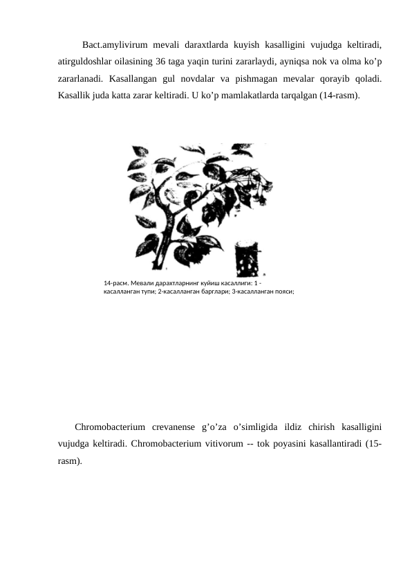  
Bact.amylivirum  mevali  daraxtlarda  kuyish  kasalligini  vujudga keltiradi,
atirguldoshlar oilasining 36 taga yaqin turini zararlaydi, ayniqsa nok va olma ko’p
zararlanadi.  Kasallangan  gul  novdalar  va  pishmagan  mevalar  qorayib  qoladi.
Kasallik juda katta zarar keltiradi. U ko’p mamlakatlarda tarqalgan (14-rasm).
         
Chromobacterium  crevanense  g’o’za  o’simligida  ildiz  chirish  kasalligini
vujudga keltiradi. Chromobacterium vitivorum -- tok poyasini kasallantiradi (15-
rasm).
14-расм. Мевали дарахтларнинг куйиш касаллиги: 1 -
касалланган тупи; 2-касалланган барглари; 3-касалланган пояси;

