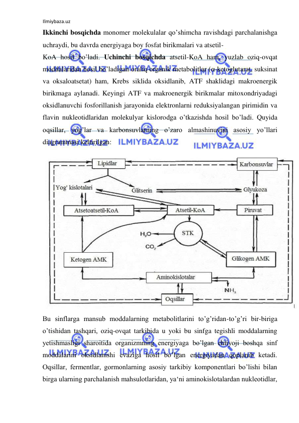 Ilmiybaza.uz 
 
Ikkinchi bosqichda monomer molekulalar qo’shimcha ravishdagi parchalanishga 
uchraydi, bu davrda energiyaga boy fosfat birikmalari va atsetil- 
KoA hosil bo’ladi. Uchinchi bosqichda atsetil-KoA ham, yuzlab oziq-ovqat 
moddalaridan hosil bo’ladigan oraliq organik metabolitlar (α-ketoglutarat, suksinat 
va oksaloatsetat) ham, Krebs siklida oksidlanib, ATF shaklidagi makroenergik 
birikmaga aylanadi. Keyingi ATF va makroenergik birikmalar mitoxondriyadagi 
oksidlanuvchi fosforillanish jarayonida elektronlarni reduksiyalangan pirimidin va 
flavin nukleotidlaridan molekulyar kislorodga o’tkazishda hosil bo’ladi. Quyida 
oqsillar, yog’lar va karbonsuvlarning o’zaro almashinuvini asosiy yo’llari 
diagrammasi keltirilgan:  
 
Bu sinflarga mansub moddalarning metabolitlarini to’g’ridan-to’g’ri bir-biriga 
o’tishidan tashqari, oziq-ovqat tarkibida u yoki bu sinfga tegishli moddalarning 
yetishmasligi sharoitida organizmning energiyaga bo’lgan ehtiyoji boshqa sinf 
moddalarini oksidlanishi evaziga hosil bo’lgan energiyadan qoplanib ketadi. 
Oqsillar, fermentlar, gormonlarning asosiy tarkibiy komponentlari bo’lishi bilan 
birga ularning parchalanish mahsulotlaridan, ya‘ni aminokislotalardan nukleotidlar, 
