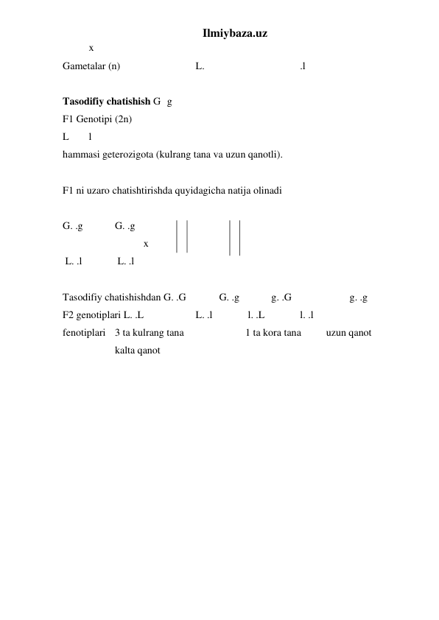 Ilmiybaza.uz 
   
x  
Gametalar (n)  
 
 
 L. 
 
 
 
 .l 
 
Tasodifiy chatishish G g 
F1 Genotipi (2n) 
L 
l 
hammasi geterozigota (kulrang tana va uzun qanotli). 
 
F1 ni uzaro chatishtirishda quyidagicha natija olinadi 
 
G. .g  
G. .g 
 
  
 
 x 
 L. .l  
 L. .l 
 
Tasodifiy chatishishdan G. .G  
G. .g  
g. .G  
 
g. .g 
F2 genotiplari L. .L 
 
 L. .l  
 l. .L  
 l. .l 
fenotiplari  3 ta kulrang tana  
 
1 ta kora tana  
 uzun qanot  
 
 
kalta qanot 
 
 
