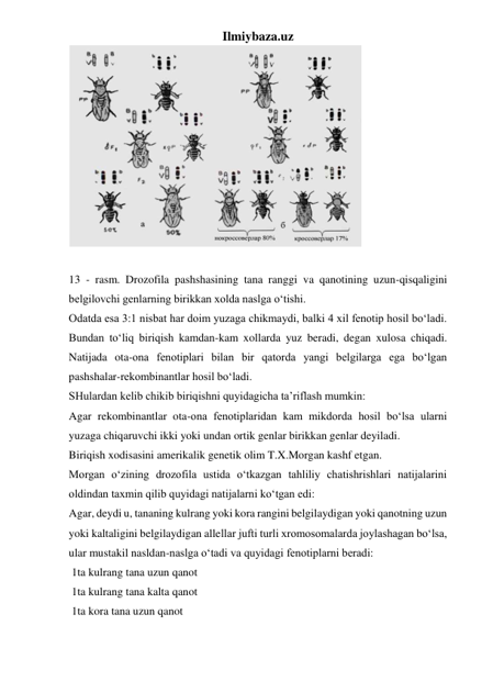 Ilmiybaza.uz 
 
 
13 - rasm. Drozofila pashshasining tana ranggi va qanotining uzun-qisqaligini 
belgilovchi genlarning birikkan xolda naslga o‘tishi. 
Odatda esa 3:1 nisbat har doim yuzaga chikmaydi, balki 4 xil fenotip hosil bo‘ladi. 
Bundan to‘liq biriqish kamdan-kam xollarda yuz beradi, degan xulosa chiqadi. 
Natijada ota-ona fenotiplari bilan bir qatorda yangi belgilarga ega bo‘lgan 
pashshalar-rekombinantlar hosil bo‘ladi.  
SHulardan kelib chikib biriqishni quyidagicha ta’riflash mumkin: 
Agar rekombinantlar ota-ona fenotiplaridan kam mikdorda hosil bo‘lsa ularni 
yuzaga chiqaruvchi ikki yoki undan ortik genlar birikkan genlar deyiladi. 
Biriqish xodisasini amerikalik genetik olim T.X.Morgan kashf etgan.  
Morgan o‘zining drozofila ustida o‘tkazgan tahliliy chatishrishlari natijalarini 
oldindan taxmin qilib quyidagi natijalarni ko‘tgan edi: 
Agar, deydi u, tananing kulrang yoki kora rangini belgilaydigan yoki qanotning uzun 
yoki kaltaligini belgilaydigan allellar jufti turli xromosomalarda joylashagan bo‘lsa, 
ular mustakil nasldan-naslga o‘tadi va quyidagi fenotiplarni beradi: 
 1ta kulrang tana uzun qanot 
 1ta kulrang tana kalta qanot  
 1ta kora tana uzun qanot  
