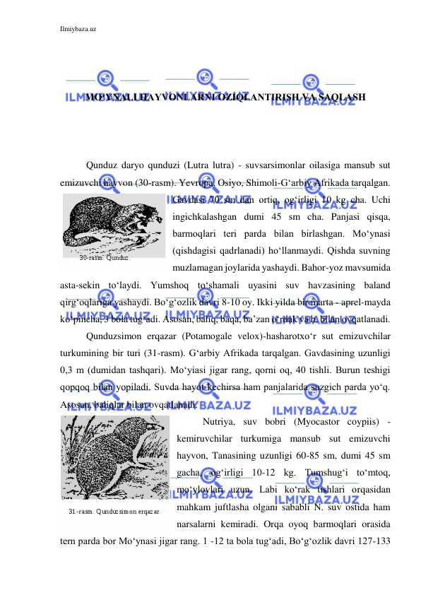 Ilmiybaza.uz 
 
 
 
 
MO‘YNALI HAYVONLARNI OZIQLANTIRISH VA SAQLASH 
 
 
 
Qunduz daryo qunduzi (Lutra lutra) - suvsarsimonlar oilasiga mansub sut 
emizuvchi hayvon (30-rasm). Yevropa, Osiyo, Shimoli-G‘arbiy Afrikada tarqalgan. 
Gavdasi 70 sm dan ortiq, og‘irligi 10 kg cha. Uchi 
ingichkalashgan dumi 45 sm cha. Panjasi qisqa, 
barmoqlari teri parda bilan birlashgan. Mo‘ynasi 
(qishdagisi qadrlanadi) ho‘llanmaydi. Qishda suvning 
muzlamagan joylarida yashaydi. Bahor-yoz mavsumida 
asta-sekin to‘laydi. Yumshoq to‘shamali uyasini suv havzasining baland 
qirg‘oqlariga yashaydi. Bo‘g‘ozlik davri 8-10 oy. Ikki yilda bir marta - aprel-mayda 
ko‘pincha, 3 bola tug‘adi. Asosan, baliq, baqa, ba’zan o‘rdak va b. bilan ovqatlanadi. 
Qunduzsimon erqazar (Potamogale velox)-hasharotxo‘r sut emizuvchilar 
turkumining bir turi (31-rasm). G‘arbiy Afrikada tarqalgan. Gavdasining uzunligi 
0,3 m (dumidan tashqari). Mo‘yiasi jigar rang, qorni oq, 40 tishli. Burun teshigi 
qopqoq bilan yopiladi. Suvda hayot kechirsa ham panjalarida suzgich parda yo‘q. 
Asosan, baliqlar bilan ovqatlanadi. 
Nutriya, suv bobri (Myocastor coypiis) - 
kemiruvchilar turkumiga mansub sut emizuvchi 
hayvon, Tanasining uzunligi 60-85 sm, dumi 45 sm 
gacha, og‘irligi 10-12 kg. Tumshug‘i to‘mtoq, 
mo‘ylovlari uzun. Labi ko‘rak tishlari orqasidan 
mahkam juftlasha olgani sababli N. suv ostida ham 
narsalarni kemiradi. Orqa oyoq barmoqlari orasida 
tern parda bor Mo‘ynasi jigar rang. 1 -12 ta bola tug‘adi, Bo‘g‘ozlik davri 127-133 
