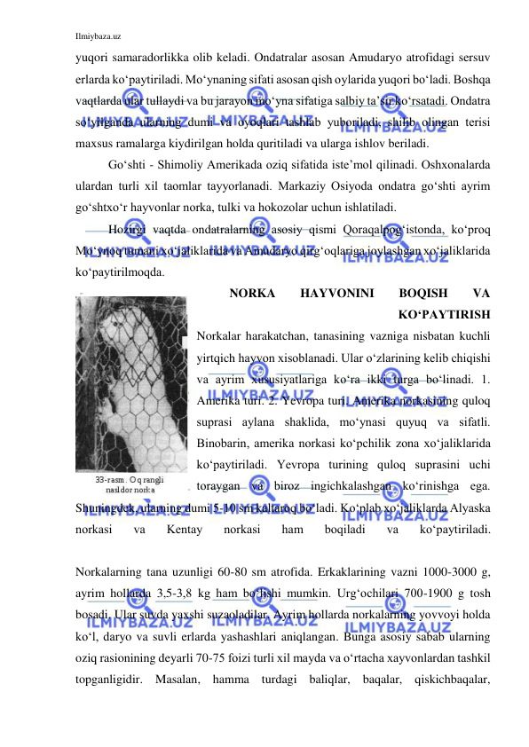 Ilmiybaza.uz 
 
yuqori samaradorlikka olib keladi. Ondatralar asosan Amudaryo atrofidagi sersuv 
erlarda ko‘paytiriladi. Mo‘ynaning sifati asosan qish oylarida yuqori bo‘ladi. Boshqa 
vaqtlarda ular tullaydi va bu jarayon mo‘yna sifatiga salbiy ta’sir ko‘rsatadi. Ondatra 
so‘yilganda ularning dumi va oyoqlari tashlab yuboriladi, shilib olingan terisi 
maxsus ramalarga kiydirilgan holda quritiladi va ularga ishlov beriladi. 
Go‘shti - Shimoliy Amerikada oziq sifatida iste’mol qilinadi. Oshxonalarda 
ulardan turli xil taomlar tayyorlanadi. Markaziy Osiyoda ondatra go‘shti ayrim 
go‘shtxo‘r hayvonlar norka, tulki va hokozolar uchun ishlatiladi. 
Hozirgi vaqtda ondatralarning asosiy qismi Qoraqalpog‘istonda, ko‘proq 
Mo‘ynoq tumani xo‘jaliklarida va Amudaryo qirg‘oqlariga joylashgan xo‘jaliklarida 
ko‘paytirilmoqda. 
NORKA 
HAYVONINI 
BOQISH 
VA 
KO‘PAYTIRISH 
Norkalar harakatchan, tanasining vazniga nisbatan kuchli 
yirtqich hayvon xisoblanadi. Ular o‘zlarining kelib chiqishi 
va ayrim xususiyatlariga ko‘ra ikki turga bo‘linadi. 1. 
Amerika turi. 2. Yevropa turi. Amerika norkasining quloq 
suprasi aylana shaklida, mo‘ynasi quyuq va sifatli. 
Binobarin, amerika norkasi ko‘pchilik zona xo‘jaliklarida 
ko‘paytiriladi. Yevropa turining quloq suprasini uchi 
toraygan va biroz ingichkalashgan ko‘rinishga ega. 
Shuningdek, ularning dumi 5-10 sm kaltaroq bo‘ladi. Ko‘plab xo‘jaliklarda Alyaska 
norkasi 
va 
Kentay 
norkasi 
ham 
boqiladi 
va 
ko‘paytiriladi. 
 
Norkalarning tana uzunligi 60-80 sm atrofida. Erkaklarining vazni 1000-3000 g, 
ayrim hollarda 3,5-3,8 kg ham bo‘lishi mumkin. Urg‘ochilari 700-1900 g tosh 
bosadi. Ular suvda yaxshi suzaoladilar. Ayrim hollarda norkalarning yovvoyi holda 
ko‘l, daryo va suvli erlarda yashashlari aniqlangan. Bunga asosiy sabab ularning 
oziq rasionining deyarli 70-75 foizi turli xil mayda va o‘rtacha xayvonlardan tashkil 
topganligidir. Masalan, hamma turdagi baliqlar, baqalar, qiskichbaqalar, 
