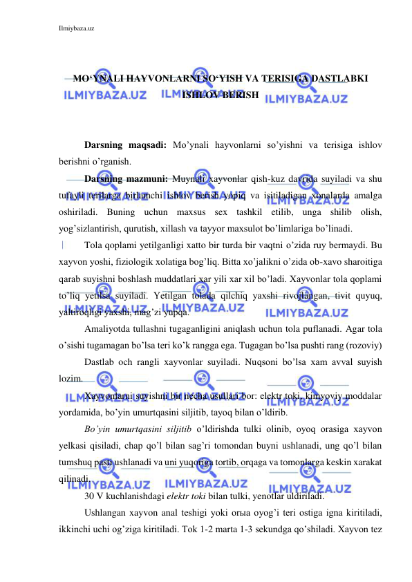 Ilmiybaza.uz 
 
 
 
MO‘YNALI HAYVONLARNI SO‘YISH VA TERISIGA DASTLABKI 
ISHLOV BERISH 
 
 
Darsning maqsadi: Mo’ynali hayvonlarni so’yishni va terisiga ishlov 
berishni o’rganish. 
Darsning mazmuni: Muynali xayvonlar qish-kuz davrida suyiladi va shu 
tufayli terilarga birlamchi ishlov berish yopiq va isitiladigan xonalarda amalga 
oshiriladi. Buning uchun maxsus sex tashkil etilib, unga shilib olish, 
yog’sizlantirish, qurutish, xillash va tayyor maxsulot bo’limlariga bo’linadi. 
Tola qoplami yetilganligi xatto bir turda bir vaqtni o’zida ruy bermaydi. Bu 
xayvon yoshi, fiziologik xolatiga bog’liq. Bitta xo’jalikni o’zida ob-xavo sharoitiga 
qarab suyishni boshlash muddatlari xar yili xar xil bo’ladi. Xayvonlar tola qoplami 
to’liq yetilsa suyiladi. Yetilgan tolada qilchiq yaxshi rivojlangan, tivit quyuq, 
yaltiroqligi yaxshi, mag’zi yupqa. 
Amaliyotda tullashni tugaganligini aniqlash uchun tola puflanadi. Agar tola 
o’sishi tugamagan bo’lsa teri ko’k rangga ega. Tugagan bo’lsa pushti rang (rozoviy) 
Dastlab och rangli xayvonlar suyiladi. Nuqsoni bo’lsa xam avval suyish 
lozim. 
Xayvonlarni suyishni bir necha usullari bor: elektr toki, kimyoviy moddalar 
yordamida, bo’yin umurtqasini siljitib, tayoq bilan o’ldirib. 
Bo’yin umurtqasini siljitib o’ldirishda tulki olinib, oyoq orasiga xayvon 
yelkasi qisiladi, chap qo’l bilan sag’ri tomondan buyni ushlanadi, ung qo’l bilan 
tumshuq pasti ushlanadi va uni yuqoriga tortib, orqaga va tomonlarga keskin xarakat 
qilinadi. 
30 V kuchlanishdagi elektr toki bilan tulki, yenotlar uldiriladi. 
Ushlangan xayvon anal teshigi yoki orыa oyog’i teri ostiga igna kiritiladi, 
ikkinchi uchi og’ziga kiritiladi. Tok 1-2 marta 1-3 sekundga qo’shiladi. Xayvon tez 
