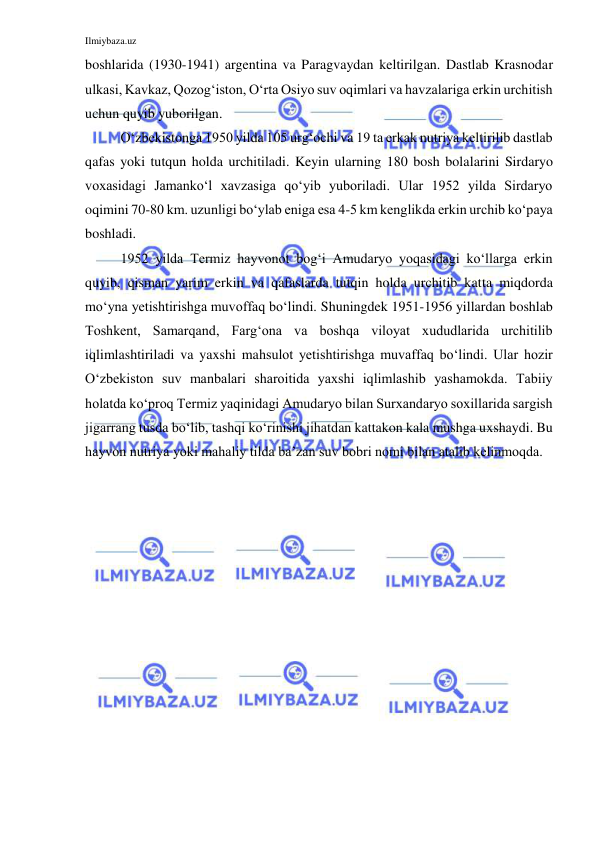 Ilmiybaza.uz 
 
boshlarida (1930-1941) argentina va Paragvaydan keltirilgan. Dastlab Krasnodar 
ulkasi, Kavkaz, Qozog‘iston, O‘rta Osiyo suv oqimlari va havzalariga erkin urchitish 
uchun quyib yuborilgan. 
O‘zbekistonga 1950 yilda 105 urg‘ochi va 19 ta erkak nutriya keltirilib dastlab 
qafas yoki tutqun holda urchitiladi. Keyin ularning 180 bosh bolalarini Sirdaryo 
voxasidagi Jamanko‘l xavzasiga qo‘yib yuboriladi. Ular 1952 yilda Sirdaryo 
oqimini 70-80 km. uzunligi bo‘ylab eniga esa 4-5 km kenglikda erkin urchib ko‘paya 
boshladi.  
1952 yilda Termiz hayvonot bog‘i Amudaryo yoqasidagi ko‘llarga erkin 
quyib, qisman yarim erkin va qafaslarda tutqin holda urchitib katta miqdorda 
mo‘yna yetishtirishga muvoffaq bo‘lindi. Shuningdek 1951-1956 yillardan boshlab 
Toshkent, Samarqand, Farg‘ona va boshqa viloyat xududlarida urchitilib 
iqlimlashtiriladi va yaxshi mahsulot yetishtirishga muvaffaq bo‘lindi. Ular hozir 
O‘zbekiston suv manbalari sharoitida yaxshi iqlimlashib yashamokda. Tabiiy 
holatda ko‘proq Termiz yaqinidagi Amudaryo bilan Surxandaryo soxillarida sargish 
jigarrang tusda bo‘lib, tashqi ko‘rinishi jihatdan kattakon kala mushga uxshaydi. Bu 
hayvon nutriya yoki mahaliy tilda ba’zan suv bobri nomi bilan atalib kelinmoqda.  
 
 
