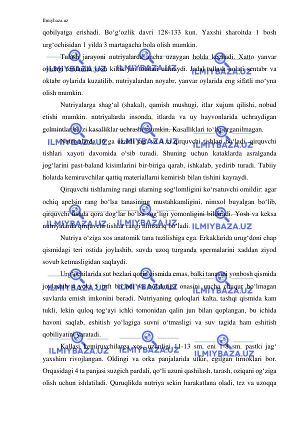 Ilmiybaza.uz 
 
qobilyatga erishadi. Bo‘g‘ozlik davri 128-133 kun. Yaxshi sharoitda 1 bosh 
urg‘ochisidan 1 yilda 3 martagacha bola olish mumkin.  
Tulash jarayoni nutriyalarda ancha uzaygan holda kechadi. Xatto yanvar 
oyidagi terilarida yosh kiltik jun tolalari uchraydi. Jadal tullash holati sentabr va 
oktabr oylarida kuzatilib, nutriyalardan noyabr, yanvar oylarida eng sifatli mo‘yna 
olish mumkin.  
Nutriyalarga shag‘al (shakal), qamish mushugi, itlar xujum qilishi, nobud 
etishi mumkin. nutriyalarda insonda, itlarda va uy hayvonlarida uchraydigan 
gelmintlar ba’zi kasalliklar uchrashi mumkin. Kasalliklari to‘liq urganilmagan.  
Nutriyalarda 16 ga uzakli jag‘ va 4 ta qirquvchi tishlari bo‘ladi. qirquvchi 
tishlari xayoti davomida o‘sib turadi. Shuning uchun kataklarda asralganda 
jog‘larini past-baland kisimlarini bir-biriga qarab, ishkalab, yedirib turadi. Tabiiy 
holatda kemiruvchilar qattiq materiallarni kemirish bilan tishini kayraydi.  
Qirquvchi tishlarning rangi ularning sog‘lomligini ko‘rsatuvchi omildir: agar 
ochiq apelsin rang bo‘lsa tanasining mustahkamligini, nimxol buyalgan bo‘lib, 
qirquvchi tishda qora dog‘lar bo‘lsa sog‘ligi yomonligini bildiradi. Yosh va keksa 
nutriyalarda qirquvchi tishlar rangi nimsariq bo‘ladi. 
Nutriya o‘ziga xos anatomik tana tuzilishiga ega. Erkaklarida urug‘doni chap 
qismidagi teri ostida joylashib, suvda uzoq turganda spermalarini xaddan ziyod 
sovub ketmasligidan saqlaydi.  
Urg‘ochilarida sut bezlari qorin qismida emas, balki tanasini yonbosh qismida 
joylashib 4 yoki 5 juft bo‘ladi va bolalariga onasini uncha chuqur bo‘lmagan 
suvlarda emish imkonini beradi. Nutriyaning quloqlari kalta, tashqi qismida kam 
tukli, lekin quloq tog‘ayi ichki tomonidan qalin jun bilan qoplangan, bu ichida 
havoni saqlab, eshitish yo‘lagiga suvni o‘tmasligi va suv tagida ham eshitish 
qobiliyatini yaratadi. 
Kallasi kemiruvchilarga xos, uzunligi 11-13 sm, eni 1-8 sm. pastki jag‘ 
yaxshim rivojlangan. Oldingi va orka panjalarida utkir, egilgan tirnoklari bor. 
Orqasidagi 4 ta panjasi suzgich pardali, qo‘li uzuni qashilash, tarash, oziqani og‘ziga 
olish uchun ishlatiladi. Quruqlikda nutriya sekin harakatlana oladi, tez va uzoqqa 
