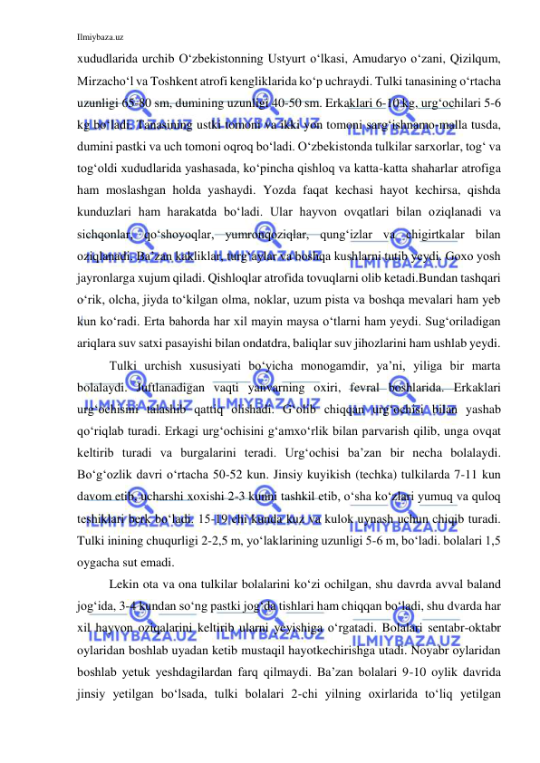 Ilmiybaza.uz 
 
xududlarida urchib O‘zbekistonning Ustyurt o‘lkasi, Amudaryo o‘zani, Qizilqum, 
Mirzacho‘l va Toshkent atrofi kengliklarida ko‘p uchraydi. Tulki tanasining o‘rtacha 
uzunligi 65-80 sm, dumining uzunligi 40-50 sm. Erkaklari 6-10 kg, urg‘ochilari 5-6 
kg bo‘ladi. Tanasining ustki tomoni va ikki yon tomoni sarg‘ishnamo-malla tusda, 
dumini pastki va uch tomoni oqroq bo‘ladi. O‘zbekistonda tulkilar sarxorlar, tog‘ va 
tog‘oldi xududlarida yashasada, ko‘pincha qishloq va katta-katta shaharlar atrofiga 
ham moslashgan holda yashaydi. Yozda faqat kechasi hayot kechirsa, qishda 
kunduzlari ham harakatda bo‘ladi. Ular hayvon ovqatlari bilan oziqlanadi va 
sichqonlar, qo‘shoyoqlar, yumronqoziqlar, qung‘izlar va chigirtkalar bilan 
oziqlanadi. Ba’zan kakliklar, turg‘aylar va boshqa kushlarni tutib yeydi. Goxo yosh 
jayronlarga xujum qiladi. Qishloqlar atrofida tovuqlarni olib ketadi.Bundan tashqari 
o‘rik, olcha, jiyda to‘kilgan olma, noklar, uzum pista va boshqa mevalari ham yeb 
kun ko‘radi. Erta bahorda har xil mayin maysa o‘tlarni ham yeydi. Sug‘oriladigan 
ariqlara suv satxi pasayishi bilan ondatdra, baliqlar suv jihozlarini ham ushlab yeydi. 
Tulki urchish xususiyati bo‘yicha monogamdir, ya’ni, yiliga bir marta 
bolalaydi. Juftlanadigan vaqti yanvarning oxiri, fevral boshlarida. Erkaklari 
urg‘ochisini talashib qattiq olishadi. G‘olib chiqqan urg‘ochisi bilan yashab 
qo‘riqlab turadi. Erkagi urg‘ochisini g‘amxo‘rlik bilan parvarish qilib, unga ovqat 
keltirib turadi va burgalarini teradi. Urg‘ochisi ba’zan bir necha bolalaydi. 
Bo‘g‘ozlik davri o‘rtacha 50-52 kun. Jinsiy kuyikish (techka) tulkilarda 7-11 kun 
davom etib, ucharshi xoxishi 2-3 kunni tashkil etib, o‘sha ko‘zlari yumuq va quloq 
teshiklari berk bo‘ladi. 15-19 chi kunda kuz va kulok uynash uchun chiqib turadi. 
Tulki inining chuqurligi 2-2,5 m, yo‘laklarining uzunligi 5-6 m, bo‘ladi. bolalari 1,5 
oygacha sut emadi.  
Lekin ota va ona tulkilar bolalarini ko‘zi ochilgan, shu davrda avval baland 
jog‘ida, 3-4 kundan so‘ng pastki jog‘da tishlari ham chiqqan bo‘ladi, shu dvarda har 
xil hayvon oziqalarini keltirib ularni yeyishiga o‘rgatadi. Bolalari sentabr-oktabr 
oylaridan boshlab uyadan ketib mustaqil hayotkechirishga utadi. Noyabr oylaridan 
boshlab yetuk yeshdagilardan farq qilmaydi. Ba’zan bolalari 9-10 oylik davrida 
jinsiy yetilgan bo‘lsada, tulki bolalari 2-chi yilning oxirlarida to‘liq yetilgan 
