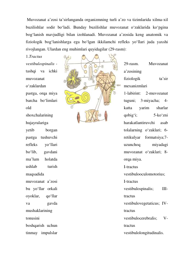  Muvozanat a’zosi ta’sirlanganda organizmning turli a’zo va tizimlarida xilma-xil 
buzilishlar sodir bo‘ladi. Bunday buzilishlar muvozanat o‘zaklarida ko‘pgina 
bog‘lanish mavjudligi bilan izohlanadi. Muvozanat a’zosida keng anatomik va 
fiziologik bog‘lanishlarga ega bo‘lgan ikkilamchi refleks yo‘llari juda yaxshi 
rivojlangan. Ulardan eng muhimlari quyidagilar (29-rasm):  
1.Tractus 
vestibulospinalis - 
tashqi va ichki 
muvozanat 
o‘zaklardan 
pastga, orqa miya 
barcha bo‘limlari 
old 
shoxchalarining 
hujayralariga 
yetib 
borgan 
pastga tushuvchi 
refleks 
yo‘llari 
bo‘lib, 
gavdani 
ma’lum 
holatda 
ushlab 
turish 
maqsadida 
muvozanat a’zosi 
bu yo‘llar orkali 
oyoklar, 
qo‘llar 
va 
gavda 
mushaklarining 
tonusini 
boshqarish uchun 
tinmay impulslar 
 
 
29-rasm. 
Muvozanat  
a’zosining             
fiziologik 
ta’sir 
mexanizmlari 
1-labirint: 
2-muvozanat 
tuguni; 
3-miyacha; 
4-
katta 
yarim 
sharlar 
qobig‘i; 
5-ko‘zni 
harakatlantiruvchi 
asab 
tolalarning o‘zaklari; 6- 
retikulyar 
formatsiya;7-
uzunchoq 
miyadagi 
muvozanat o‘zaklari; 8-
orqa miya. 
I-tractus 
vestibulooculomotorius; 
I-tractus 
vestibulospinalis; 
III-
tractus 
vestibulovegetaticus; IV- 
tractus 
vestibulocerebralis; 
V-
tractus 
vestibulolongitudinalis.  
