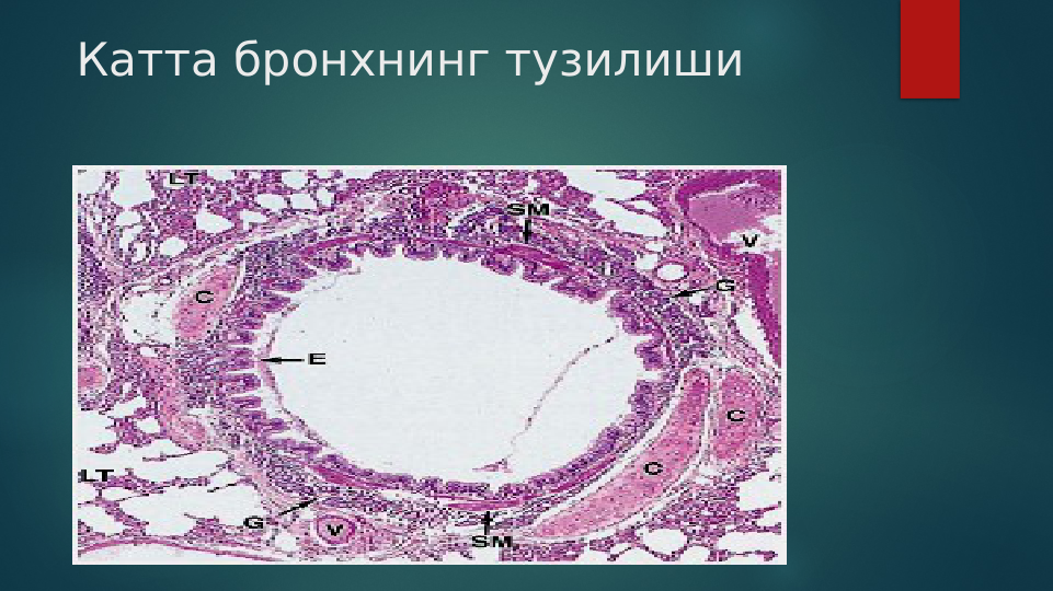 Катта бронхнинг тузилиши 
