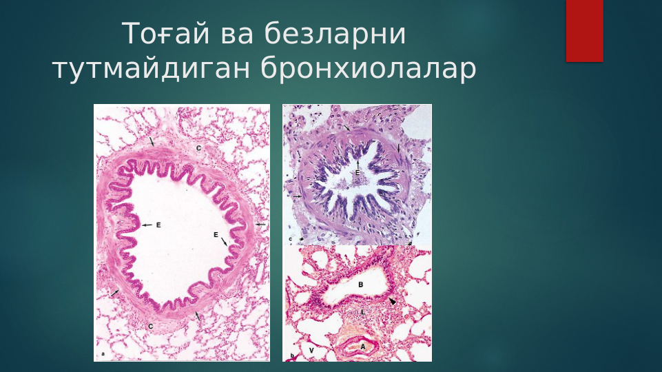 Тоғай ва безларни 
тутмайдиган бронхиолалар
