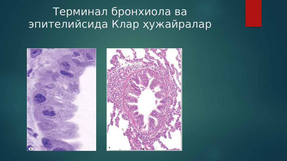 Терминал бронхиола ва 
эпителийсида Клар ҳужайралар
