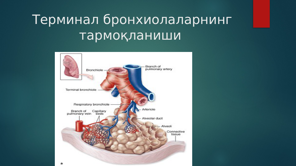 Терминал бронхиолаларнинг 
тармоқланиши 
