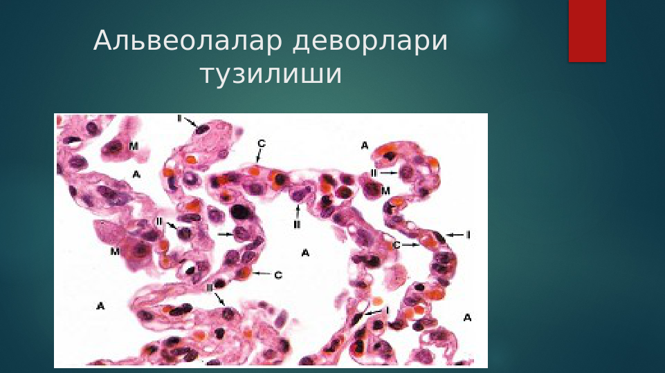 Альвеолалар деворлари 
тузилиши
