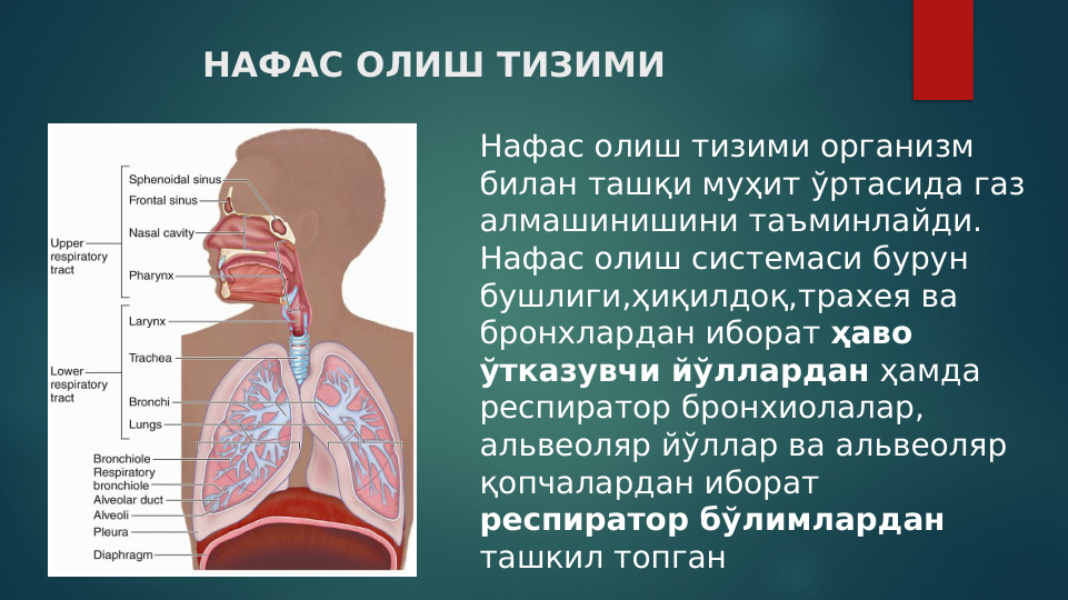      НАФАС ОЛИШ ТИЗИМИ
Нафас олиш тизими организм 
билан ташқи муҳит ўртасида газ 
алмашинишини таъминлайди. 
Нафас олиш системаси бурун 
бушлиги,ҳиқилдоқ,трахея ва 
бронхлардан иборат ҳаво 
ўтказувчи йўллардан ҳамда 
респиратор бронхиолалар, 
альвеоляр йўллар ва альвеоляр 
қопчалардан иборат  
респиратор бўлимлардан 
ташкил топган 
