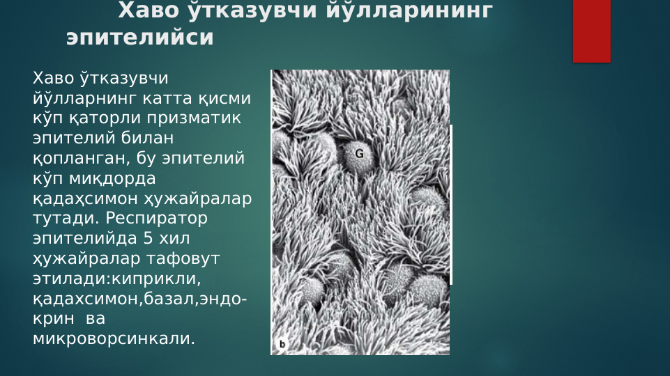       Хаво ўтказувчи йўлларининг 
эпителийси
Xаво ўтказувчи 
йўлларнинг катта қисми 
кўп қаторли призматик 
эпителий билан 
қопланган, бу эпителий 
кўп миқдорда 
қадаҳсимон ҳужайралар 
тутади. Респиратор 
эпителийда 5 хил 
ҳужайралар тафовут 
этилади:киприкли, 
қадахсимон,базал,эндо-
крин  ва 
микроворсинкали.
