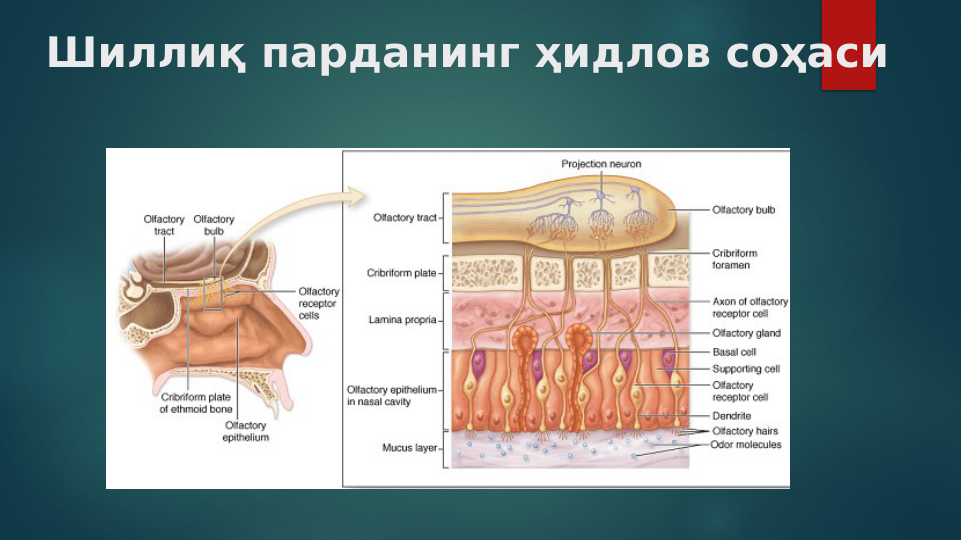 Шиллиқ парданинг ҳидлов соҳаси
