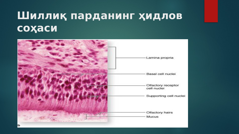 Шиллиқ парданинг ҳидлов 
соҳаси
