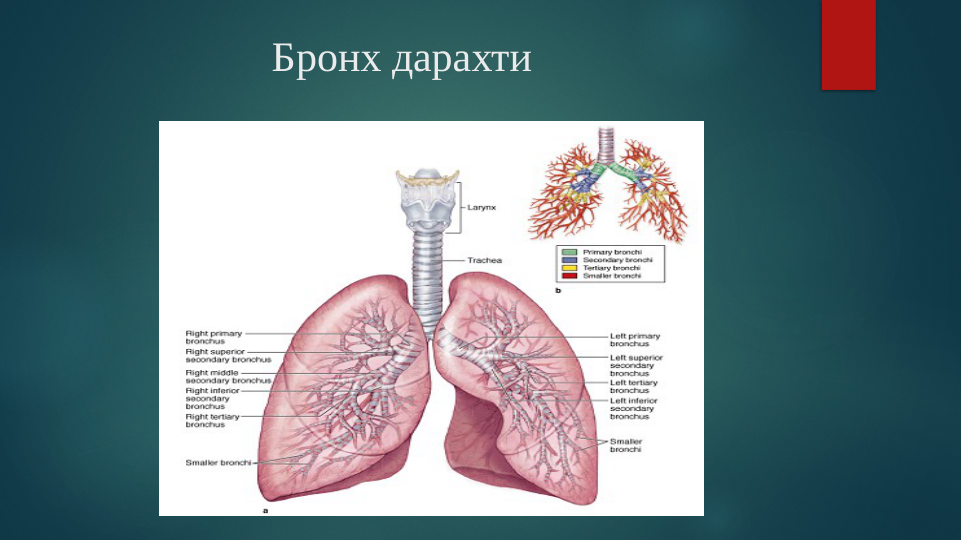 Бронх дарахти
