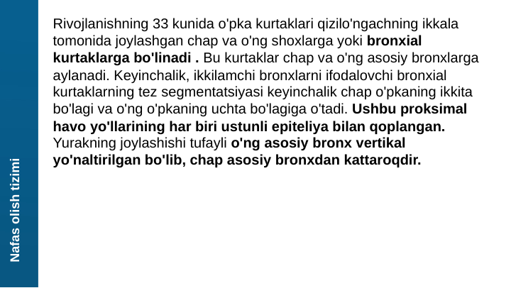 Nafas olish tizimi
Rivojlanishning 33 kunida o'pka kurtaklari qizilo'ngachning ikkala 
tomonida joylashgan chap va o'ng shoxlarga yoki bronxial 
kurtaklarga bo'linadi . Bu kurtaklar chap va o'ng asosiy bronxlarga 
aylanadi. Keyinchalik, ikkilamchi bronxlarni ifodalovchi bronxial 
kurtaklarning tez segmentatsiyasi keyinchalik chap o'pkaning ikkita 
bo'lagi va o'ng o'pkaning uchta bo'lagiga o'tadi. Ushbu proksimal 
havo yo'llarining har biri ustunli epiteliya bilan qoplangan. 
Yurakning joylashishi tufayli o'ng asosiy bronx vertikal 
yo'naltirilgan bo'lib, chap asosiy bronxdan kattaroqdir.
