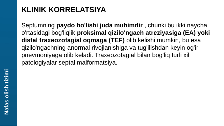 Nafas olish tizimi
KLINIK KORRELATSIYA
Septumning paydo bo'lishi juda muhimdir , chunki bu ikki naycha 
o'rtasidagi bog'liqlik proksimal qizilo'ngach atreziyasiga (EA) yoki 
distal traxeozofagial oqmaga (TEF) olib kelishi mumkin, bu esa 
qizilo'ngachning anormal rivojlanishiga va tug'ilishdan keyin og'ir 
pnevmoniyaga olib keladi. Traxeozofagial bilan bog'liq turli xil 
patologiyalar septal malformatsiya.
