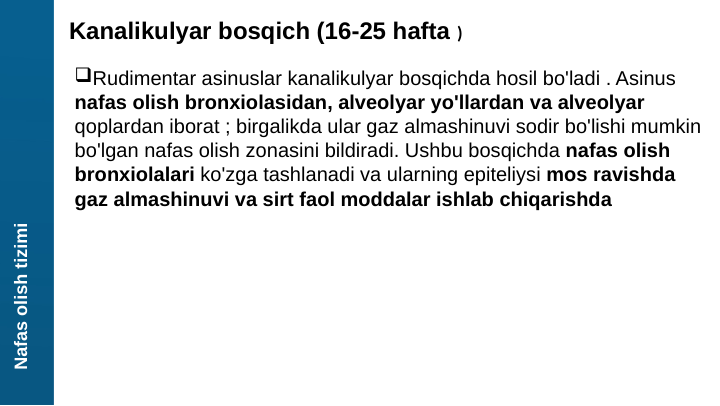 Nafas olish tizimi
Kanalikulyar bosqich (16-25 hafta )
Rudimentar asinuslar kanalikulyar bosqichda hosil bo'ladi . Asinus 
nafas olish bronxiolasidan, alveolyar yo'llardan va alveolyar 
qoplardan iborat ; birgalikda ular gaz almashinuvi sodir bo'lishi mumkin 
bo'lgan nafas olish zonasini bildiradi. Ushbu bosqichda nafas olish 
bronxiolalari ko'zga tashlanadi va ularning epiteliysi mos ravishda 
gaz almashinuvi va sirt faol moddalar ishlab chiqarishda 
