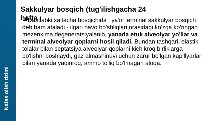 Nafas olish tizimi
Sakkulyar bosqich (tug'ilishgacha 24 
hafta )
Dastlabki xaltacha bosqichida , ya'ni terminal sakkulyar bosqich 
deb ham ataladi - ilgari havo bo'shliqlari orasidagi ko'zga ko'ringan 
mezenxima degeneratsiyalanib, yanada etuk alveolyar yo'llar va 
terminal alveolyar qoplarni hosil qiladi. Bundan tashqari, elastik 
tolalar bilan septatsiya alveolyar qoplarni kichikroq birliklarga 
bo'lishni boshlaydi, gaz almashinuvi uchun zarur bo'lgan kapillyarlar 
bilan yanada yaqinroq, ammo to'liq bo'lmagan aloqa.
