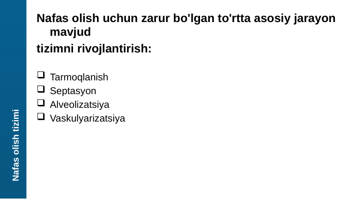 Nafas olish uchun zarur bo'lgan to'rtta asosiy jarayon 
mavjud
tizimni rivojlantirish:
 Tarmoqlanish
 Septasyon
 Alveolizatsiya
 Vaskulyarizatsiya
Nafas olish tizimi
