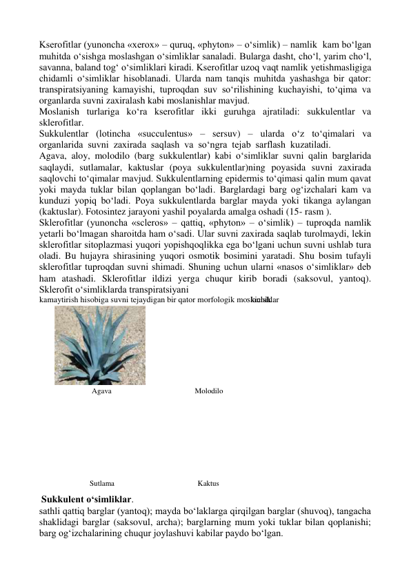 Kserofitlar (yunoncha «xerox» – quruq, «phyton» – o‘simlik) – namlik  kam bo‘lgan 
muhitda o‘sishga moslashgan o‘simliklar sanaladi. Bularga dasht, cho‘l, yarim cho‘l, 
savanna, baland tog‘ o‘simliklari kiradi. Kserofitlar uzoq vaqt namlik yetishmasligiga 
chidamli o‘simliklar hisoblanadi. Ularda nam tanqis muhitda yashashga bir qator: 
transpiratsiyaning kamayishi, tuproqdan suv so‘rilishining kuchayishi, to‘qima va 
organlarda suvni zaxiralash kabi moslanishlar mavjud. 
Moslanish turlariga ko‘ra kserofitlar ikki guruhga ajratiladi: sukkulentlar va 
sklerofitlar. 
Sukkulentlar (lotincha «succulentus» – sersuv) – ularda o‘z to‘qimalari va 
organlarida  suvni  zaxirada  saqlash  va  so‘ngra  tejab  sarflash  kuzatiladi. 
Agava, aloy, molodilo (barg sukkulentlar) kabi o‘simliklar suvni qalin barglarida 
saqlaydi, sutlamalar, kaktuslar (poya sukkulentlar)ning poyasida suvni zaxirada 
saqlovchi to‘qimalar mavjud. Sukkulentlarning epidermis to‘qimasi qalin mum qavat 
yoki mayda tuklar bilan qoplangan bo‘ladi. Barglardagi barg og‘izchalari kam va 
kunduzi yopiq bo‘ladi. Poya sukkulentlarda barglar mayda yoki tikanga aylangan 
(kaktuslar). Fotosintez jarayoni yashil poyalarda amalga oshadi (15- rasm ). 
Sklerofitlar (yunoncha «scleros» – qattiq, «phyton» – o‘simlik) – tuproqda namlik 
yetarli bo‘lmagan sharoitda ham o‘sadi. Ular suvni zaxirada saqlab turolmaydi, lekin 
sklerofitlar sitoplazmasi yuqori yopishqoqlikka ega bo‘lgani uchun suvni ushlab tura 
oladi. Bu hujayra shirasining yuqori osmotik bosimini yaratadi. Shu bosim tufayli 
sklerofitlar tuproqdan suvni shimadi. Shuning uchun ularni «nasos o‘simliklar» deb 
ham atashadi. Sklerofitlar ildizi yerga chuqur kirib boradi (saksovul, yantoq). 
Sklerofit o‘simliklarda transpiratsiyani  
 
 Sukkulent o‘simliklar. 
sathli qattiq barglar (yantoq); mayda bo‘laklarga qirqilgan barglar (shuvoq), tangacha 
shaklidagi barglar (saksovul, archa); barglarning mum yoki tuklar bilan qoplanishi; 
barg og‘izchalarining chuqur joylashuvi kabilar paydo bo‘lgan. 
kamaytirish hisobiga suvni tejaydigan bir qator morfologik moslanishlar 
:  kichik  
Agava 
Molodilo  
Sutlama 
Kaktus  
