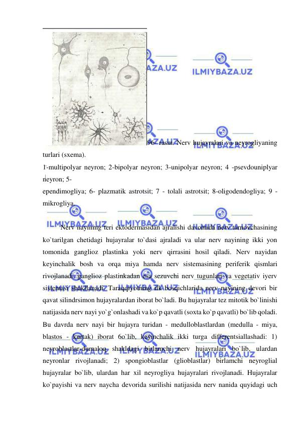  
 
96- rasm. Nerv hujayralari va neyrogliyaning 
turlari (sxema). 
1-multipolyar neyron; 2-bipolyar neyron; 3-unipolyar neyron; 4 -psevdouniplyar 
neyron; 5- 
ependimogliya; 6- plazmatik astrotsit; 7 - tolali astrotsit; 8-oligodendogliya; 9 - 
mikrogliya. 
 
Nerv nayining teri ektodermasidan ajralishi davomida nerv tarnovchasining 
ko`tarilgan chetidagi hujayralar to`dasi ajraladi va ular nerv nayining ikki yon 
tomonida ganglioz plastinka yoki nerv qirrasini hosil qiladi. Nerv nayidan 
keyinchalik bosh va orqa miya hamda nerv sistemasining periferik qismlari 
rivojlanadi, ganglioz plastinkadan esa sezuvchi nerv tugunlari va vegetativ iyerv 
sistemasi shakllanadi. Taraqqiyotning ilk bosqichlarida nerv nayining devori bir 
qavat silindrsimon hujayralardan iborat bo`ladi. Bu hujayralar tez mitotik bo`linishi 
natijasida nerv nayi yo`g`onlashadi va ko`p qavatli (soxta ko`p qavatli) bo`lib qoladi. 
Bu davrda nerv nayi bir hujayra turidan - medulloblastlardan (medulla - miya, 
blastos - kurtak) iborat 6o`lib, keyinchalik ikki turga differentsiallashadi: 1) 
neyroblastlar-dumaloq shakldagi birlamchi nerv hujayralari bo`lib, ulardan 
neyronlar rivojlanadi; 2) spongioblastlar (glioblastlar) birlamchi neyroglial 
hujayralar bo`lib, ulardan har xil neyrogliya hujayralari rivojlanadi. Hujayralar 
ko`payishi va nerv naycha devorida surilishi natijasida nerv nanida quyidagi uch 
