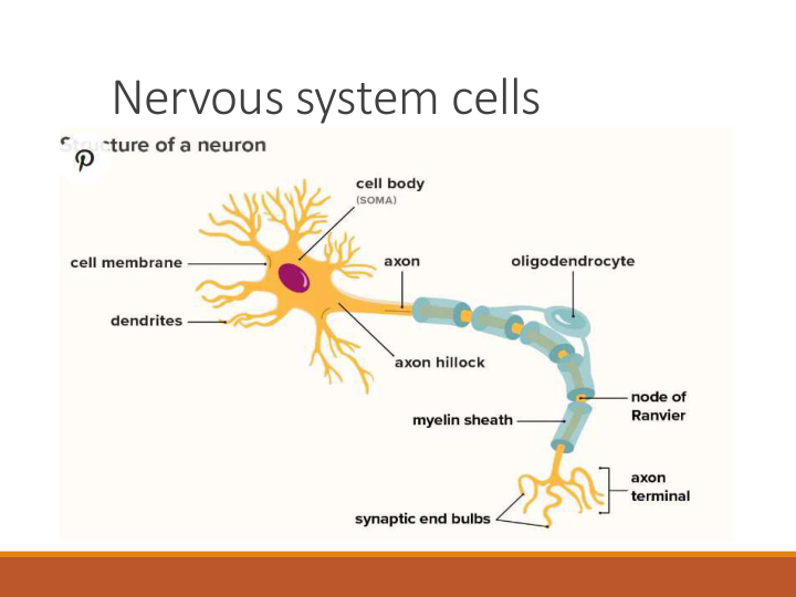 Nervous system cells
Neuron-
