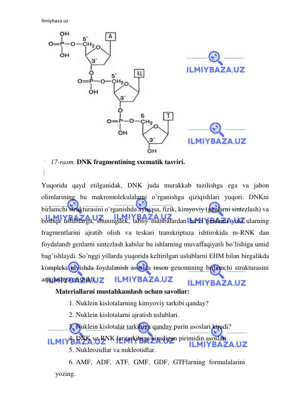 Ilmiybaza.uz 
 
  
17-rasm. DNK fragmentining sxematik tasviri.  
  
Yuqorida qayd etilganidak, DNK juda murakkab tuzilishga ega va jahon 
olimlarining bu makromolekulalarni o’rganishga qiziqishlari yuqori. DNKni 
birlamchi strukturasini o’rganishda ayniqsa, fizik, kimyoviy (genlarni sintezlash) va 
boshqa uslublarga, shuningdek, tabiiy manbalardan ba‘zi genlarni yoki ularning 
fragmentlarini ajratib olish va teskari transkriptaza ishtirokida m-RNK dan 
foydalanib genlarni sintezlash kabilar bu ishlarning muvaffaqiyatli bo’lishiga umid 
bag’ishlaydi. So’nggi yillarda yuqorida keltirilgan uslublarni EHM bilan birgalikda 
kompleks ravishda foydalanish asosida inson genomining birlamchi strukturasini 
aniqlashga erishildi.  
Materiallarni mustahkamlash uchun savollar:  
1. Nuklein kislotalarning kimyoviy tarkibi qanday?  
2. Nuklein kislotalarni ajratish uslublari.  
3. Nuklein kislotalar tarkibiga qanday purin asoslari kiradi?  
4. DNK va RNK lar tarkibiga kiradigan pirimidin asoslari.  
5. Nukleozidlar va nukleotidlar.  
6. AMF, ADF, ATF, GMF, GDF, GTFlarning formulalarini 
yozing.  
