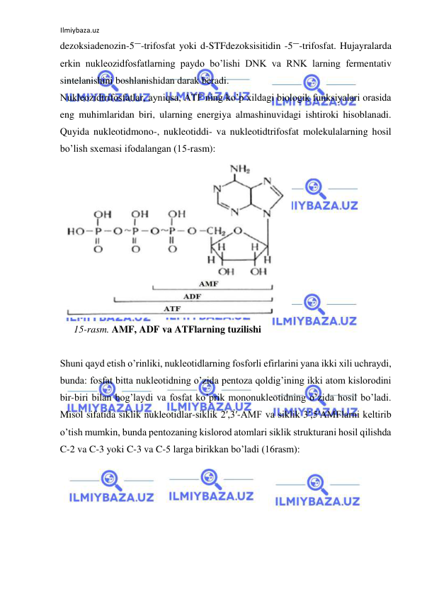 Ilmiybaza.uz 
 
dezoksiadenozin-5―-trifosfat yoki d-STFdezoksisitidin -5―-trifosfat. Hujayralarda 
erkin nukleozidfosfatlarning paydo bo’lishi DNK va RNK larning fermentativ 
sintelanishini boshlanishidan darak beradi.  
Nukleozidtrifosfatlar, ayniqsa, ATF ning ko’p xildagi biologik funksiyalari orasida 
eng muhimlaridan biri, ularning energiya almashinuvidagi ishtiroki hisoblanadi. 
Quyida nukleotidmono-, nukleotiddi- va nukleotidtrifosfat molekulalarning hosil 
bo’lish sxemasi ifodalangan (15-rasm):  
  
15-rasm. AMF, ADF va ATFlarning tuzilishi  
  
Shuni qayd etish o’rinliki, nukleotidlarning fosforli efirlarini yana ikki xili uchraydi, 
bunda: fosfat bitta nukleotidning o’zida pentoza qoldig’ining ikki atom kislorodini 
bir-biri bilan bog’laydi va fosfat ko’prik mononukleotidning o’zida hosil bo’ladi. 
Misol sifatida siklik nukleotidlar-siklik 2′,3′-AMF va siklik 3′,5′AMFlarni keltirib 
o’tish mumkin, bunda pentozaning kislorod atomlari siklik strukturani hosil qilishda 
C-2 va C-3 yoki C-3 va C-5 larga birikkan bo’ladi (16rasm):  
