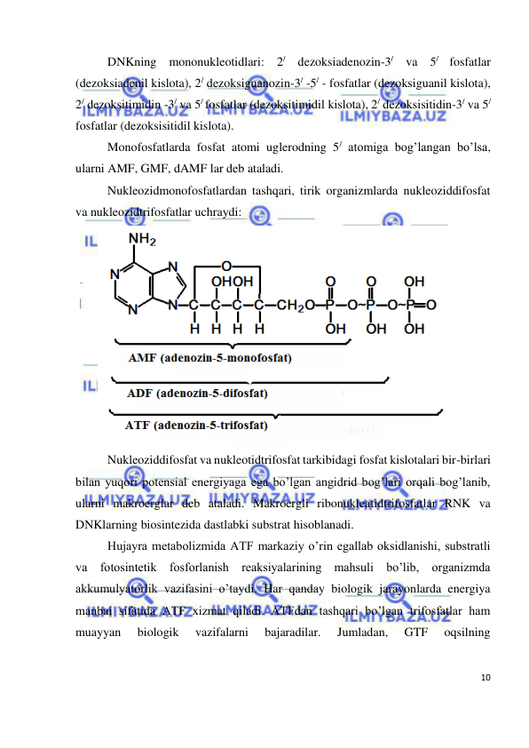  
10 
 
DNKning mononukleotidlari: 2/ dezoksiadenozin-3/ va 5/ fosfatlar 
(dezoksiadenil kislota), 2/ dezoksiguanozin-3/ -5/ - fosfatlar (dezoksiguanil kislota), 
2/ dezoksitimidin -3/ va 5/ fosfatlar (dezoksitimidil kislota), 2/ dezoksisitidin-3/ va 5/ 
fosfatlar (dezoksisitidil kislota). 
Monofosfatlarda fosfat atomi uglerodning 5/ atomiga bog’langan bo’lsa, 
ularni AMF, GMF, dAMF lar deb ataladi. 
Nukleozidmonofosfatlardan tashqari, tirik organizmlarda nukleoziddifosfat 
va nukleozidtrifosfatlar uchraydi: 
 
Nukleoziddifosfat va nukleotidtrifosfat tarkibidagi fosfat kislotalari bir-birlari 
bilan yuqori potensial energiyaga ega bo’lgan angidrid bog’lari orqali bog’lanib, 
ularni makroerglar deb ataladi. Makroergli ribonukleatidtrifosfatlar RNK va 
DNKlarning biosintezida dastlabki substrat hisoblanadi. 
Hujayra metabolizmida ATF markaziy o’rin egallab oksidlanishi, substratli 
va fotosintetik fosforlanish reaksiyalarining mahsuli bo’lib, organizmda 
akkumulyatorlik vazifasini o’taydi. Har qanday biologik jarayonlarda energiya 
manbai sifatida ATF xizmat qiladi. ATFdan tashqari bo’lgan trifosfatlar ham 
muayyan 
biologik 
vazifalarni 
bajaradilar. 
Jumladan, 
GTF 
oqsilning 
