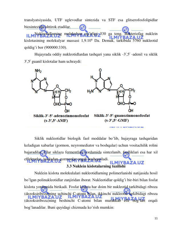  
11 
 
translyatsiyasida, UTF uglevodlar sintezida va STF esa glitserofosfolipidlar 
biosintezida ishtirok etadilar. 
Nukleotidlarning molekulyar og’irligi 330 ga teng. Bakteriofag nuklein 
kislotasining molekulyar massasi 1,9.106 Da. Demak, tarkibida 5760 nukleotid 
qoldig’i bor (900000:330). 
Hujayrada oddiy nukleotidlardan tashqari yana siklik -3/,5/ -adenil va siklik 
3/,5/ guanil kislotalar ham uchraydi: 
 
 
Siklik nukleotidlar biologik faol moddalar bo’lib, hujayraga tashqaridan 
keladigan xabarlar (gormon, neyromediator va boshqalar) uchun vositachilik rolini 
bajaradilar. Ular siklaza fermentlari yordamida sintezlanib, faolliklari esa har xil 
effektorlar, jumladan, gormonlar orqali boshqariladi. 
3.3  Nuklein kislotalarning tuzilishi 
Nuklein kislota molekulalari nukleotidlarning polimerlanishi natijasida hosil 
bo’lgan polinukleotidlar zanjiridan iborat. Nukleotidlar qoldig’i bir-biri bilan fosfat 
kislota yordamida birikadi. Fosfat kislota har doim bir nukleotid tarkibidagi riboza 
(dezoksiriboza)ning uchinchi C-atomi bilan, ikkinchi nukleotid tarkibidagi riboza 
(dezoksiriboza)ning beshinchi C-atomi bilan murakkab efir bog’lari orqali 
bog’lanadilar. Buni quyidagi chizmada ko’rish mumkin: 
