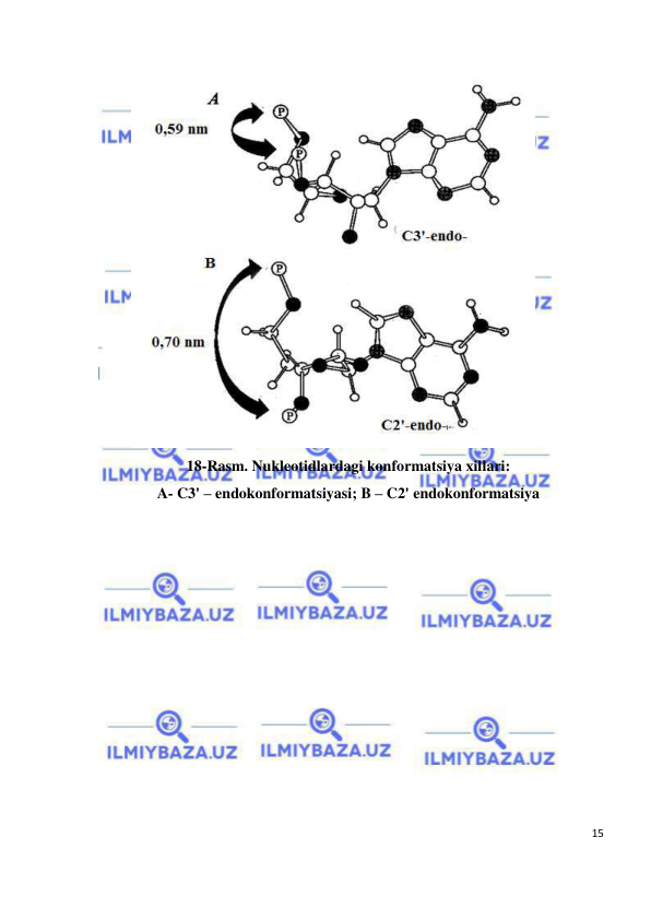  
15 
 
 
18-Rasm. Nukleotidlardagi konformatsiya xillari: 
A- C3' – endokonformatsiyasi; B – C2' endokonformatsiya 
 
 
