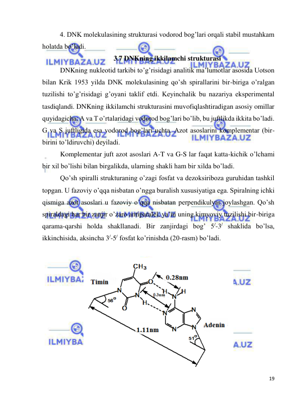  
19 
 
 
4. DNK molekulasining strukturasi vodorod bog’lari orqali stabil mustahkam 
holatda bo’ladi. 
3.7 DNKning ikkilamchi strukturasi 
DNKning nukleotid tarkibi to’g’risidagi analitik ma’lumotlar asosida Uotson 
bilan Krik 1953 yilda DNK molekulasining qo’sh spirallarini bir-biriga o’ralgan 
tuzilishi to’g’risidagi g’oyani taklif etdi. Keyinchalik bu nazariya eksperimental 
tasdiqlandi. DNKning ikkilamchi strukturasini muvofiqlashtiradigan asosiy omillar 
quyidagicha: A va T o’rtalaridagi vodorod bog’lari bo’lib, bu juftlikda ikkita bo’ladi. 
G va S juftligida esa vodorod bog’lari uchta. Azot asoslarini komplementar (bir-
birini to’ldiruvchi) deyiladi. 
Komplementar juft azot asoslari A-T va G-S lar faqat katta-kichik o’lchami 
bir xil bo’lishi bilan birgalikda, ularning shakli ham bir xilda bo’ladi.  
Qo’sh spiralli strukturaning o’zagi fosfat va dezoksiriboza guruhidan tashkil 
topgan. U fazoviy o’qqa nisbatan o’ngga buralish xususiyatiga ega. Spiralning ichki 
qismiga azot asoslari u fazoviy o’qqa nisbatan perpendikulyar joylashgan. Qo’sh 
spiraldagi har bir zanjir o’zaro antiparalel, ya’ni uning kimyoviy tuzilishi bir-biriga 
qarama-qarshi holda shakllanadi. Bir zanjirdagi bog’ 5/-3/ shaklida bo’lsa, 
ikkinchisida, aksincha 3/-5/ fosfat ko’rinishda (20-rasm) bo’ladi. 
 
 
