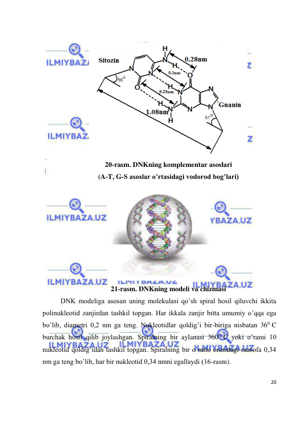  
20 
 
 
 
20-rasm. DNKning komplementar asoslari 
(A-T, G-S asoslar o’rtasidagi vodorod bog’lari) 
 
21-rasm. DNKning modeli va chizmasi 
DNK modeliga asosan uning molekulasi qo’sh spiral hosil qiluvchi ikkita 
polinukleotid zanjirdan tashkil topgan. Har ikkala zanjir bitta umumiy o’qqa ega 
bo’lib, diametri 0,2 nm ga teng. Nukleotidlar qoldig’i bir-biriga nisbatan 360 C 
burchak hosil qilib joylashgan. Spiralning bir aylanasi 3600 C yoki o’rami 10 
nukleotid qoldig’idan tashkil topgan. Spiralning bir o’rami orasidagi masofa 0,34 
nm ga teng bo’lib, har bir nukleotid 0,34 nmni egallaydi (16-rasm). 

