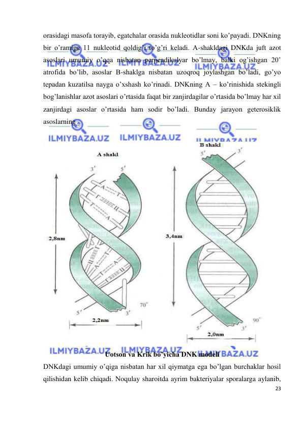  
23 
 
orasidagi masofa torayib, egatchalar orasida nukleotidlar soni ko’payadi. DNKning 
bir o’ramiga 11 nukleotid qoldig’i to’g’ri keladi. A-shakldagi DNKda juft azot 
asoslari umumiy o’qqa nisbatan perpendikulyar bo’lmay, balki og’ishgan 20˚ 
atrofida bo’lib, asoslar B-shaklga nisbatan uzoqroq joylashgan bo’ladi, go’yo 
tepadan kuzatilsa nayga o’xshash ko’rinadi. DNKning A – ko’rinishida stekingli 
bog’lanishlar azot asoslari o’rtasida faqat bir zanjirdagilar o’rtasida bo’lmay har xil 
zanjirdagi asoslar o’rtasida ham sodir bo’ladi. Bunday jarayon geterosiklik 
asoslarning  
 
 
Uotson va Krik bo’yicha DNK modeli 
DNKdagi umumiy o’qiga nisbatan har xil qiymatga ega bo’lgan burchaklar hosil 
qilishidan kelib chiqadi. Noqulay sharoitda ayrim bakteriyalar sporalarga aylanib, 
