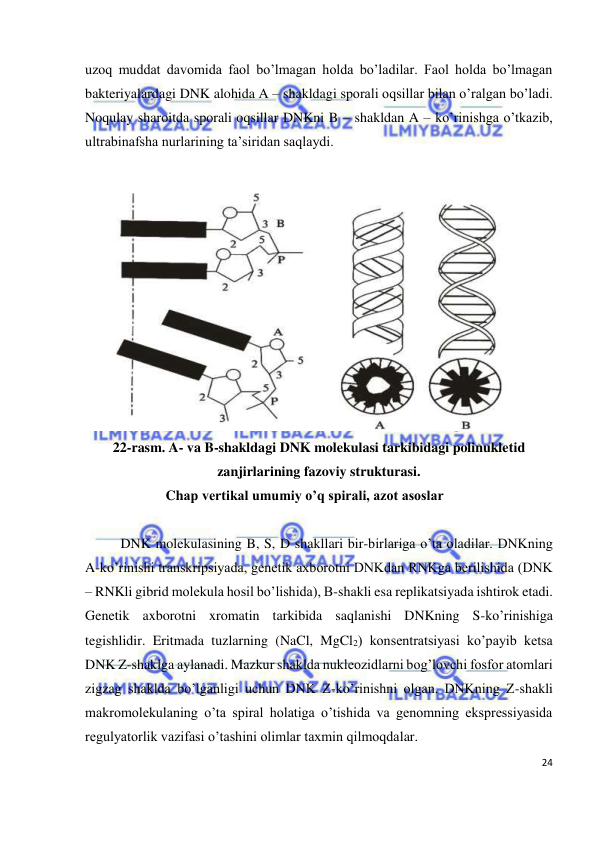  
24 
 
uzoq muddat davomida faol bo’lmagan holda bo’ladilar. Faol holda bo’lmagan 
bakteriyalardagi DNK alohida A – shakldagi sporali oqsillar bilan o’ralgan bo’ladi. 
Noqulay sharoitda sporali oqsillar DNKni B – shakldan A – ko’rinishga o’tkazib, 
ultrabinafsha nurlarining ta’siridan saqlaydi. 
 
 
22-rasm. A- va B-shakldagi DNK molekulasi tarkibidagi polinukletid 
zanjirlarining fazoviy strukturasi.  
Chap vertikal umumiy o’q spirali, azot asoslar 
 
DNK molekulasining B, S, D shakllari bir-birlariga o’ta oladilar. DNKning 
A-ko’rinishi transkripsiyada, genetik axborotni DNKdan RNKga berilishida (DNK 
– RNKli gibrid molekula hosil bo’lishida), B-shakli esa replikatsiyada ishtirok etadi. 
Genetik axborotni xromatin tarkibida saqlanishi DNKning S-ko’rinishiga 
tegishlidir. Eritmada tuzlarning (NaCl, MgCl2) konsentratsiyasi ko’payib ketsa 
DNK Z-shaklga aylanadi. Mazkur shaklda nukleozidlarni bog’lovchi fosfor atomlari 
zigzag shaklda bo’lganligi uchun DNK Z-ko’rinishni olgan. DNKning Z-shakli 
makromolekulaning o’ta spiral holatiga o’tishida va genomning ekspressiyasida 
regulyatorlik vazifasi o’tashini olimlar taxmin qilmoqdalar. 
