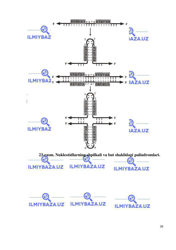  
26 
 
 
23-rasm. Nukleotidlarning shpilkali va but shaklidagi palindromlari. 
