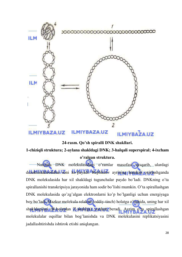  
28 
 
 
  
24-rasm. Qo’sh spiralli DNK shakllari.  
1-chiziqli struktura; 2-aylana shakldagi DNK; 3-halqali superspiral; 4-ixcham 
o’ralgan struktura. 
Natijada DNK molekulasidagi o’ramlar masofasi qisqarib, ulardagi 
dezoksinukleotidlar soni ko’payadi. Replikativ ayrining harakati oxirlashganda 
DNK molekulasida har xil shakldagi tugunchalar paydo bo’ladi. DNKning o’ta 
spirallanishi transkripsiya jarayonida ham sodir bo’lishi mumkin. O’ta spirallashgan 
DNK molekulasida qo’zg’algan elektronlarni ko’p bo’lganligi uchun energiyaga 
boy bo’ladi. Mazkur molekula relaksir (oddiy-tinch) holatga o’tishida, uning har xil 
shakldagilari (B-holatdan Z-shaklga) yordam beradi. Ayrim o’ta spirallashgan 
molekulalar oqsillar bilan bog’lanishda va DNK molekulasini replikatsiyasini 
jadallashtirishda ishtirok etishi aniqlangan. 
